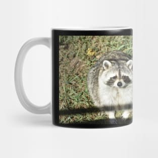 Fat Raccoon Mug